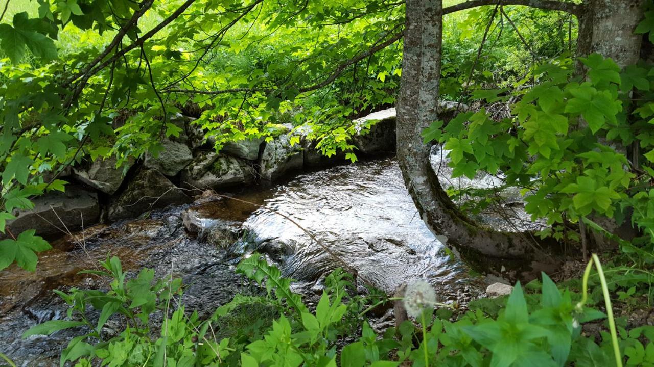 Ferienwohnung Im Schwarzwald Todtmoos Dış mekan fotoğraf
